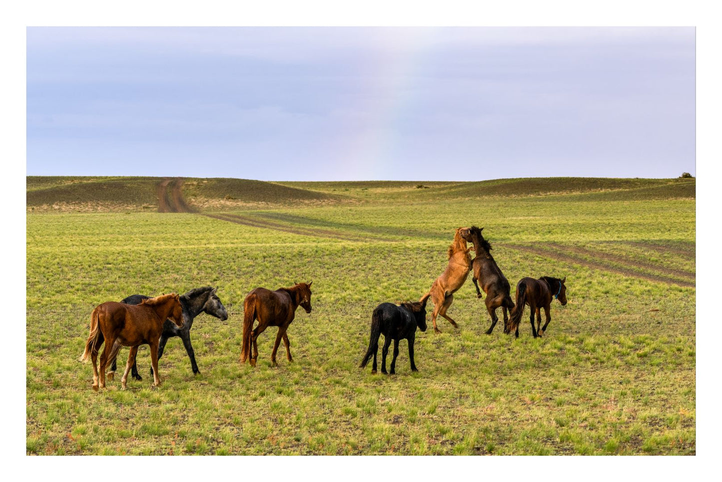 The Herd After Rain