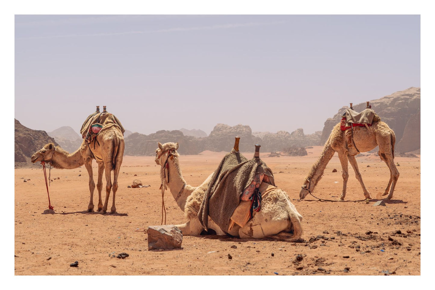 The Shepherds of Arrakis