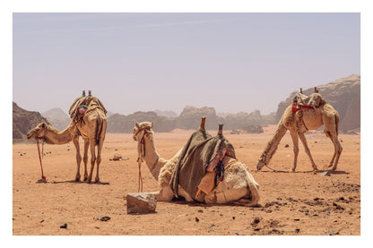 The Shepherds of Arrakis