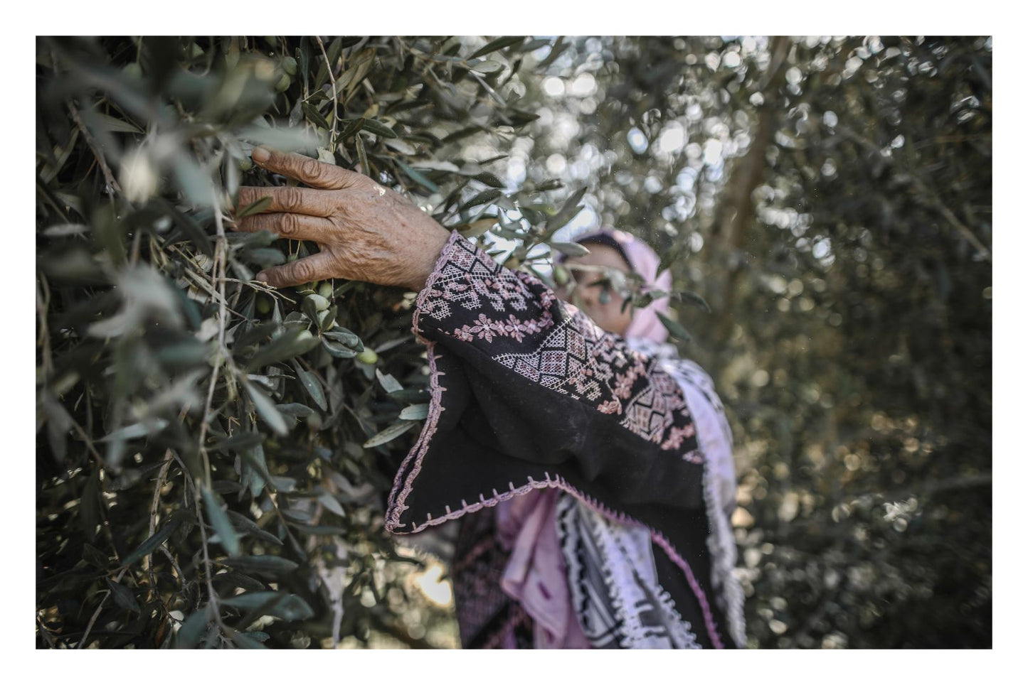 Harvest in Gaza